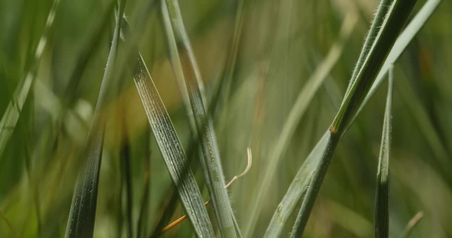 The long blades of grass in the wind