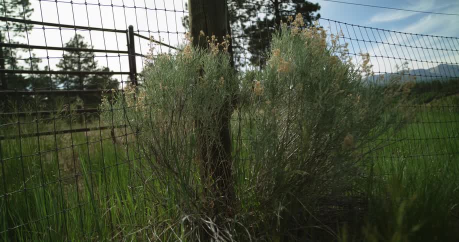 A small shrub grows next to a wooden fence post near to a corral for farm animals