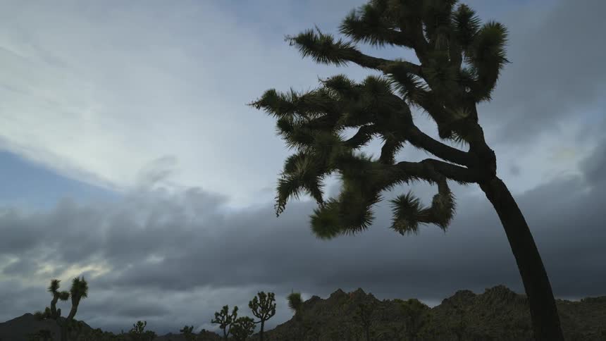 Trees and rocks in the desert under a cloudy blue sky