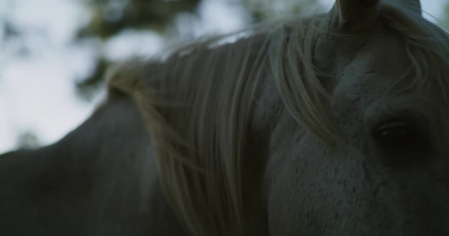 Close up of the black eyes on a pinto horse face outdoors at evening