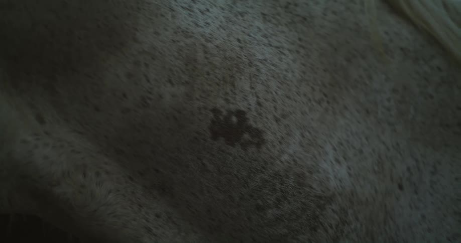 A close up of fur on an animal