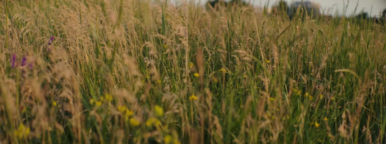 A view of grass outdoors