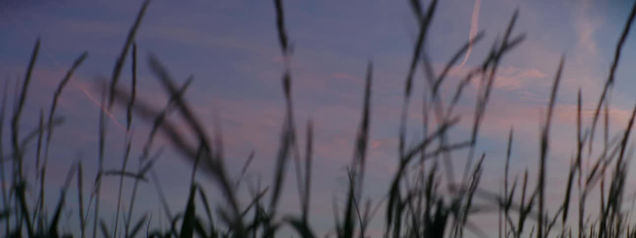 Tall blades of grass in the wind