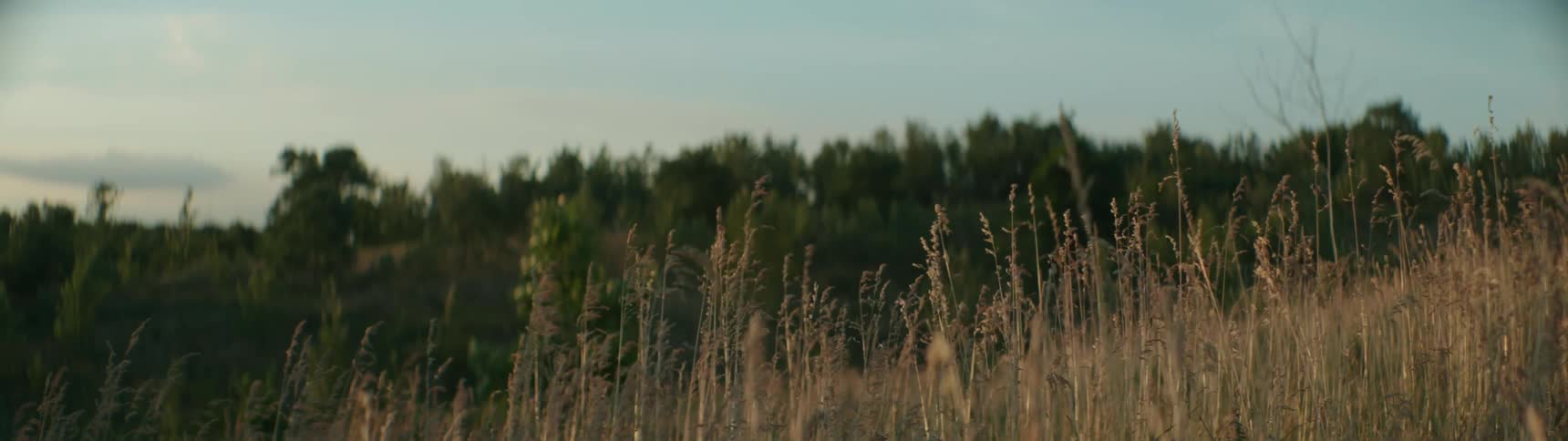 Long wild dry grass sway in the wind on hill slope