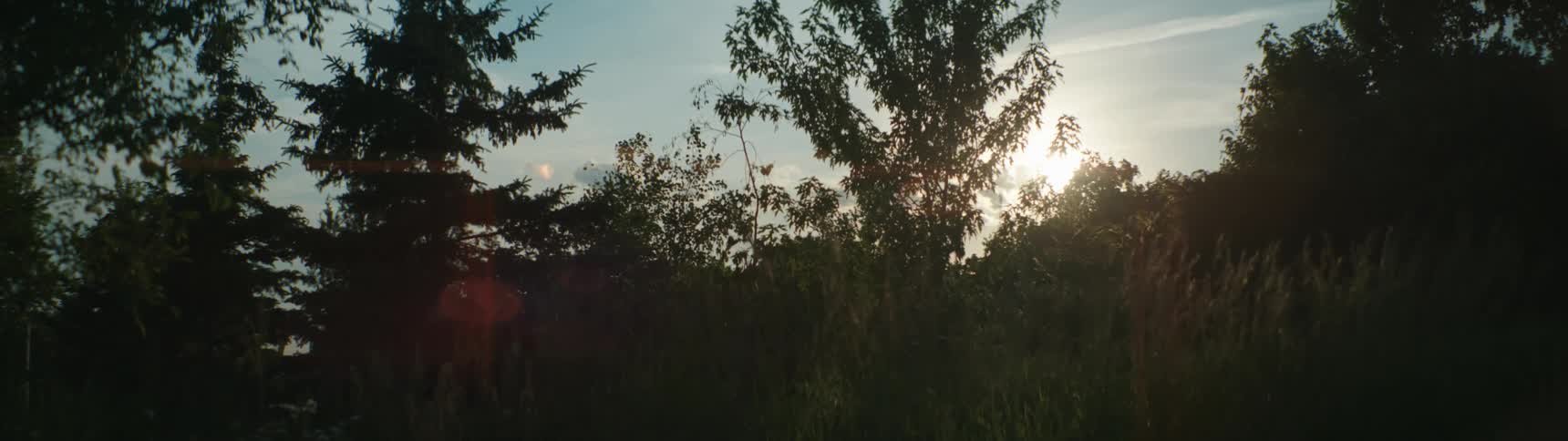 A view of trees outdoors