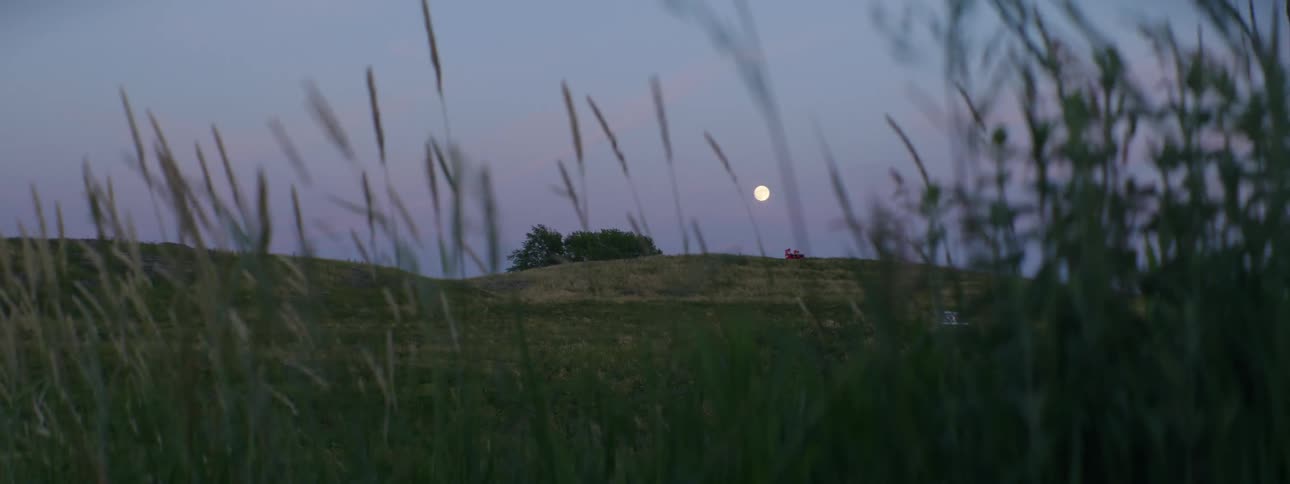 Tall grass and plants move in the breeze as the moon is in the sky above a hill