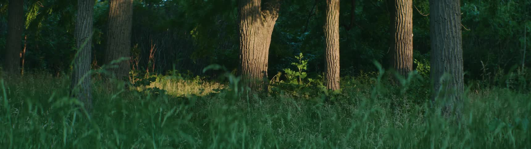 Green forest with long green grass