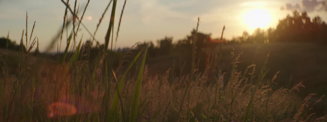 Sunset over the hills near the tall grass in the field at evening