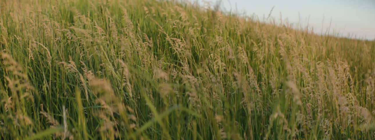 Wheat blowing in a field