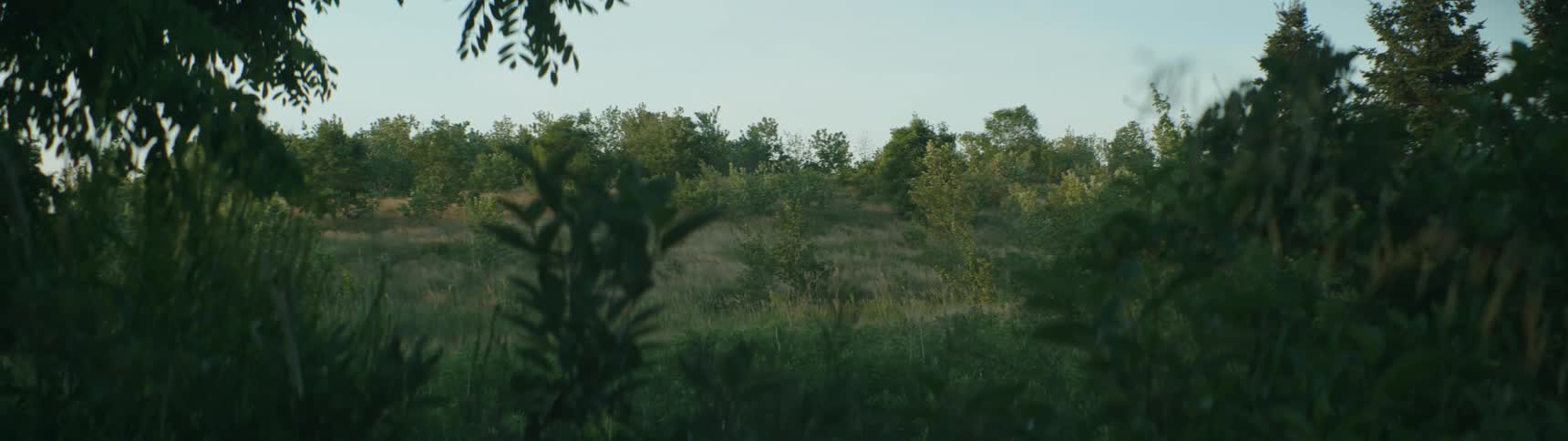 A grassland in the wilderness during the day