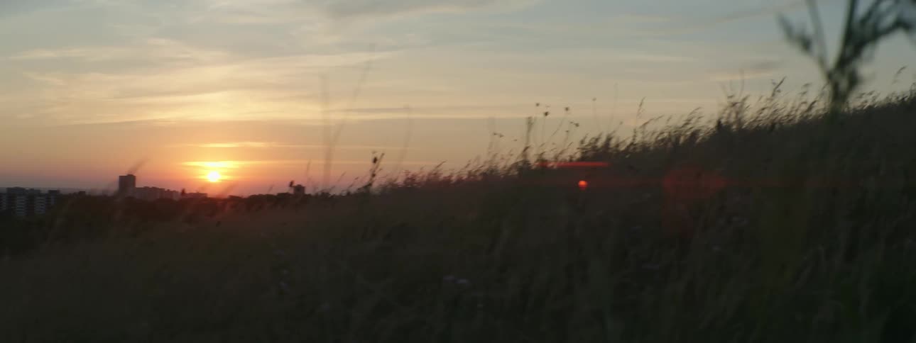 Plants move in the breeze as the sun is on the horizon shining through the clouds