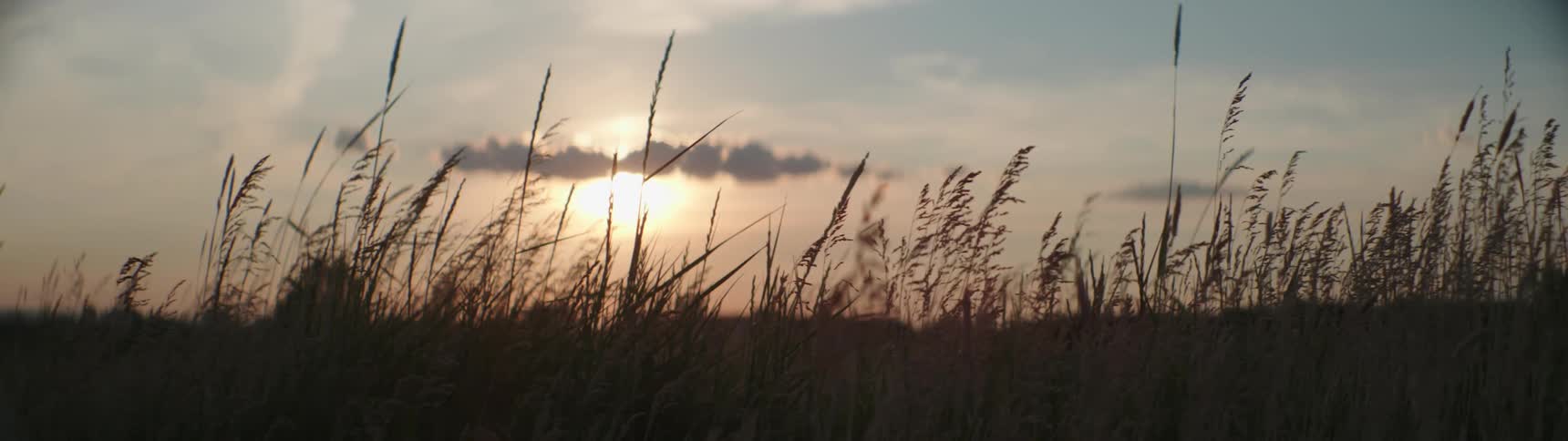Tall stalks of grass sway in the wind in the evening