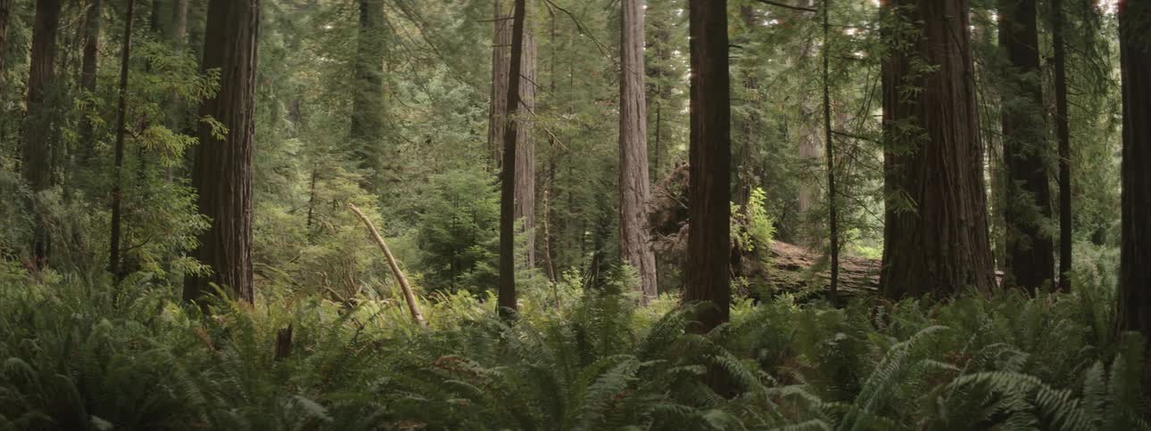 Large fallen tree sits among fern fronds in redwood forest
