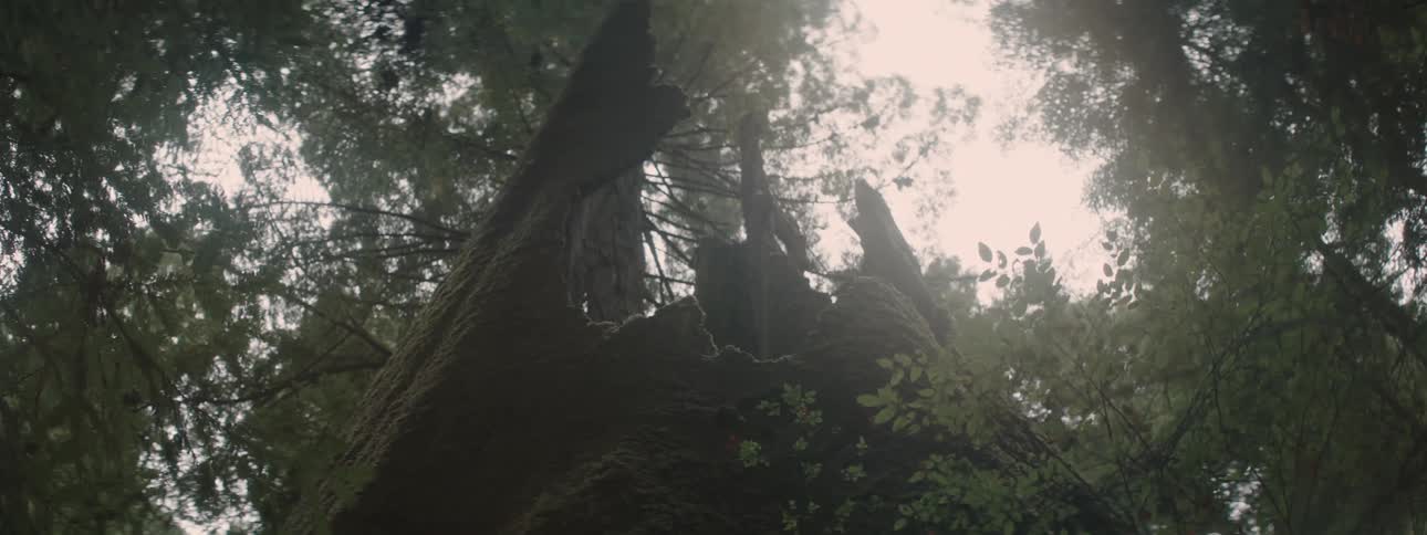 Sharp edged terrain feature stands in center of woods