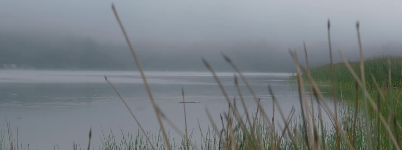 Weather obscures horizon under overcast sky as plant stalks sway in breeze