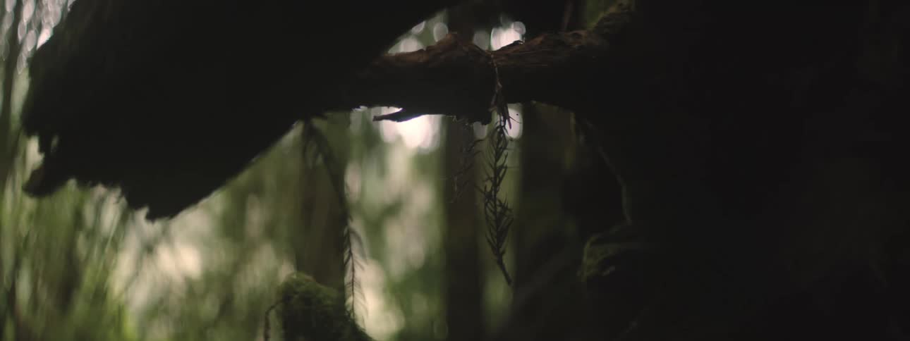 Large tree with broken branch stands in forest of tall trees