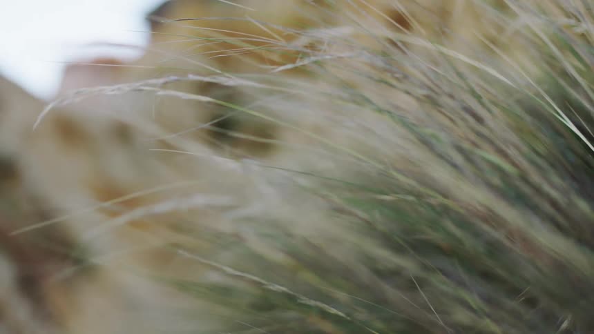 Stalks of grass sway in the wind outdoors during the day
