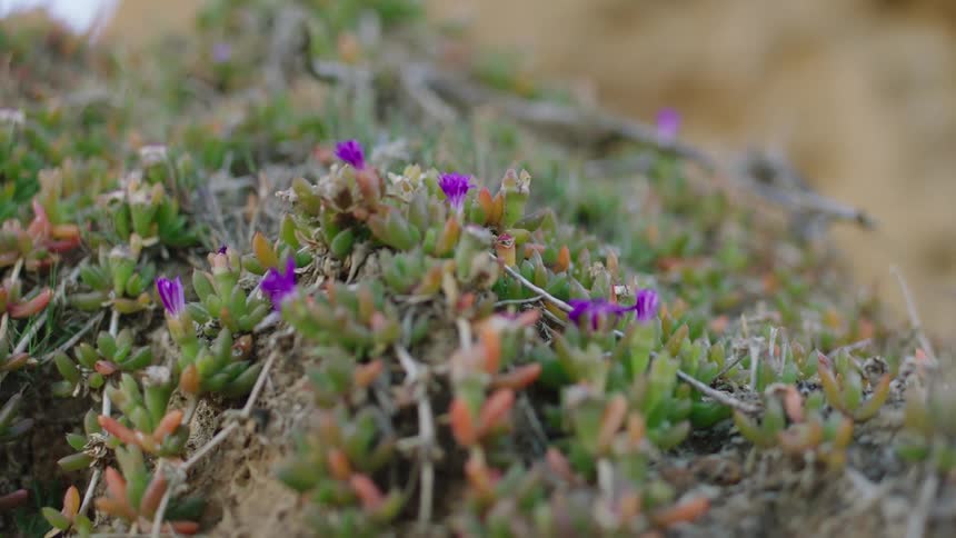 Small purple flowers and succulent leaves growing near a rock formation