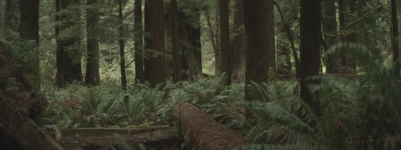 Ferns growing near the fallen logs in the forest