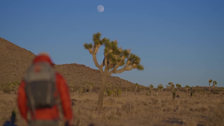 A person hikes across an arid landscape towards a lone joshua tree