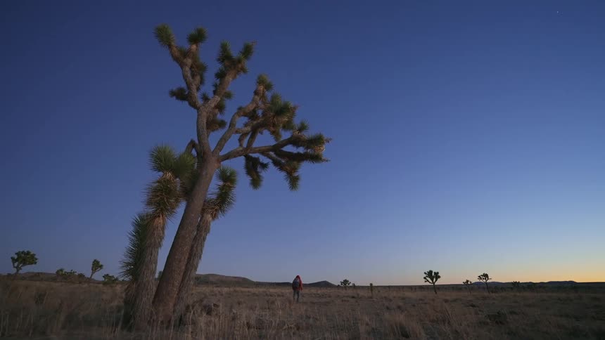 A person walks past joshua trees through the grass under a deep blue sky