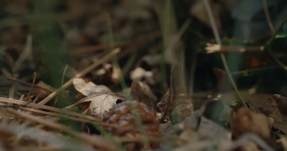 Fallen leaves sit on the ground in the woods