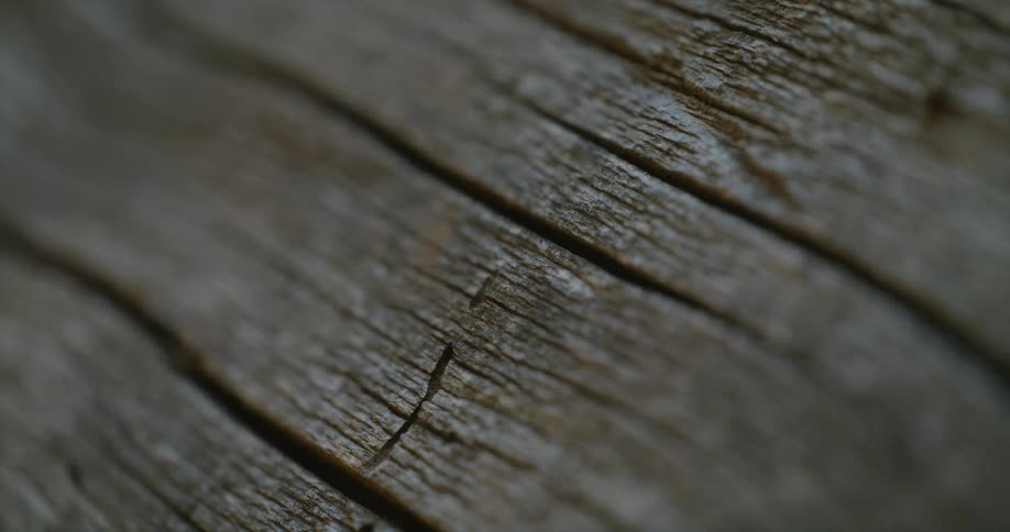 Horizontal lines form on a tree trunk