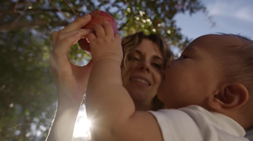 Mother shows child pomegranate still growing on the tree as sun shines