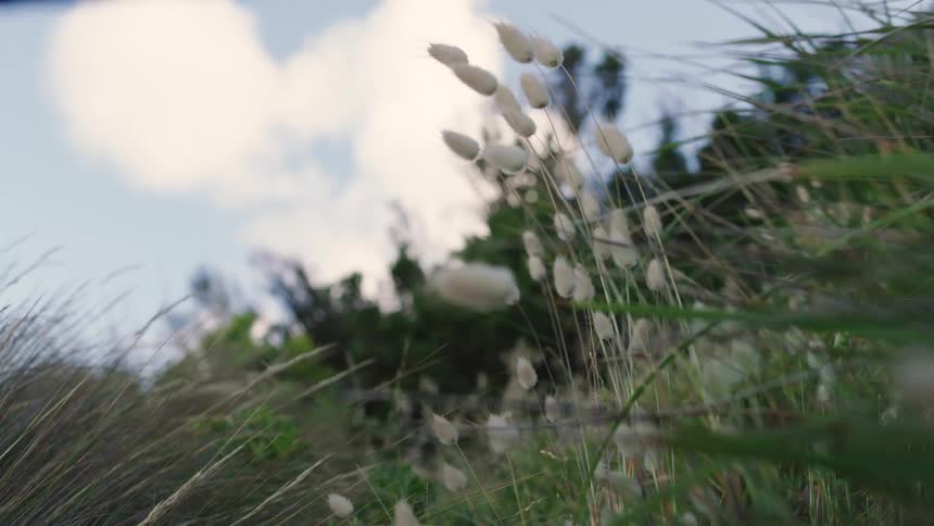 Tall grass and weeds move in the breeze with trees in the distance and clouds in the sky