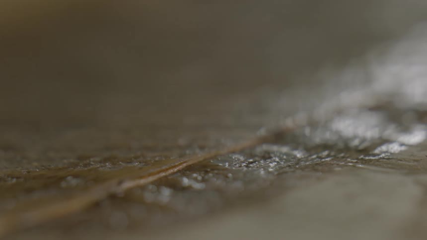 Wet paint brush gliding over wood