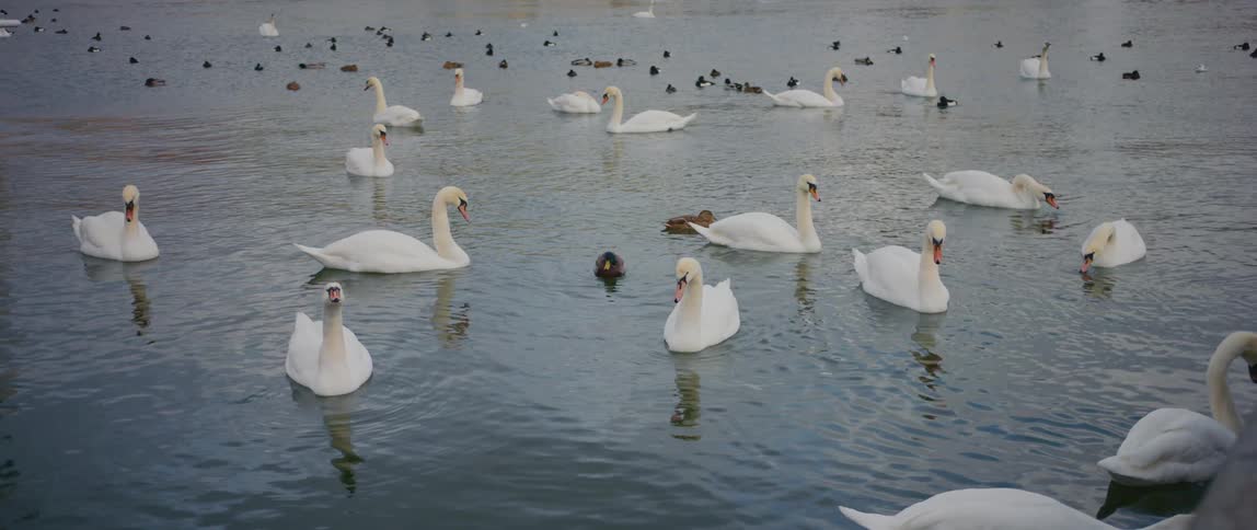 A large group of swans float calmly atop a lake on a sunny day