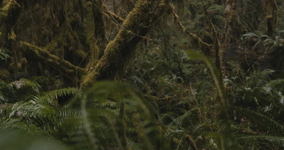 Mossy branches and ferns in a forest