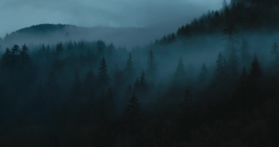 Fog covers the trees in the forest under a cloudy sky