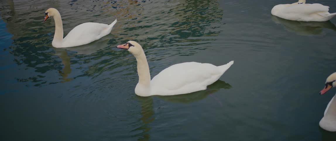 Ducks are relaxing in the water and one duck takes a drink of the water
