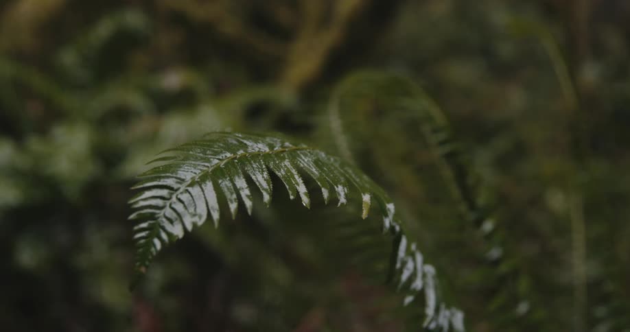 Raindrops falling on a fern leaf outdoors
