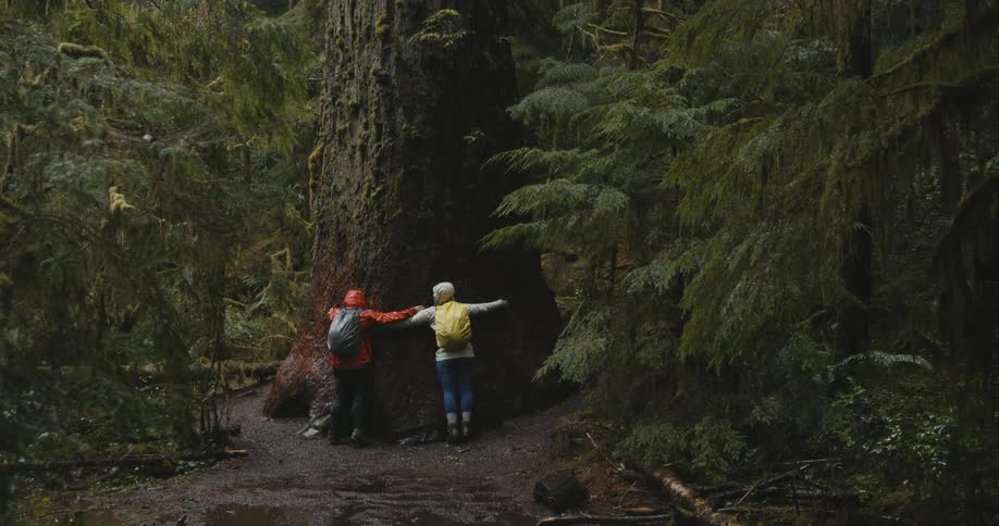 Two people wearing raincoats and backpacks approach an enormous redwood tree and hug it