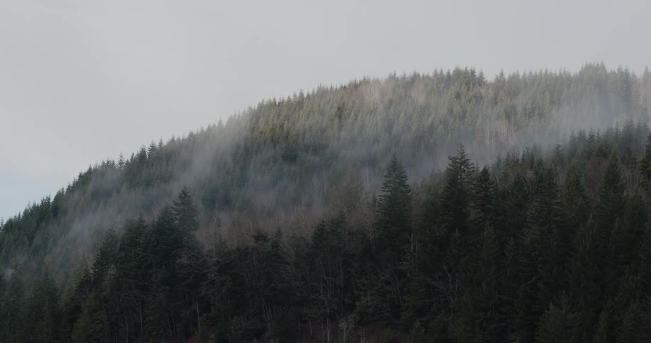 Mist floating above dense forest trees in nature