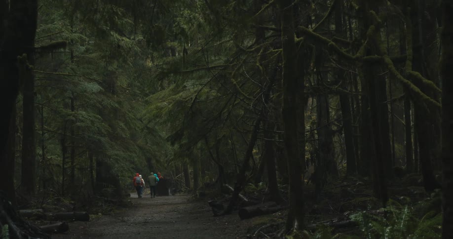 A group of friends walk on a forest trail surrounded by tall trees