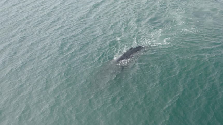 Overhead view of a whale swimming in the water