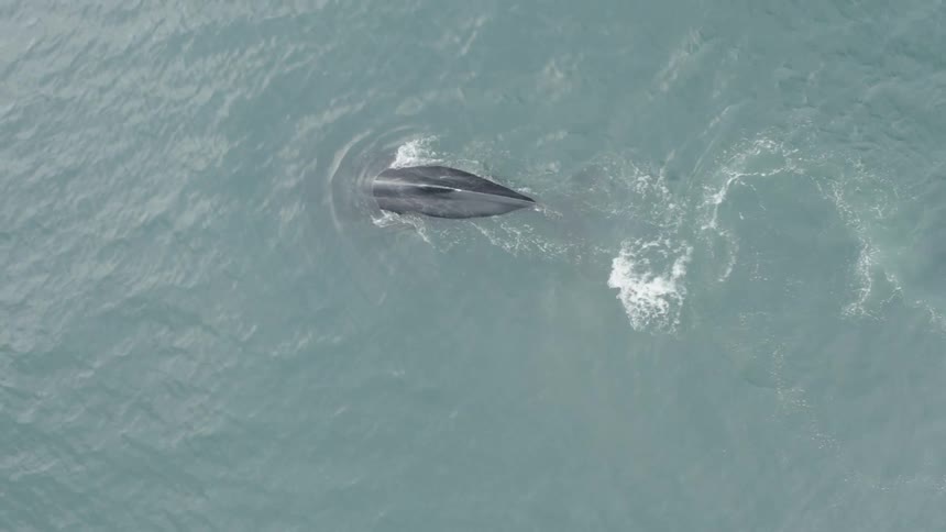 Overhead view of a whale swimming in the water