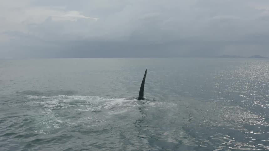 A large whale is splashing in the ocean