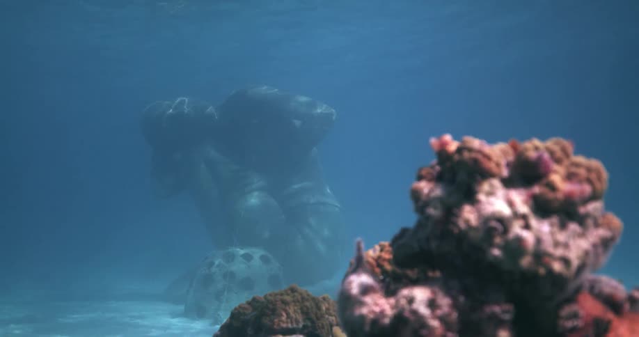 Coral is underwater during the day