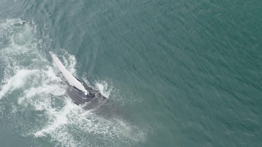 Aerial view of killer whale with black and white patterned body swimming in sea