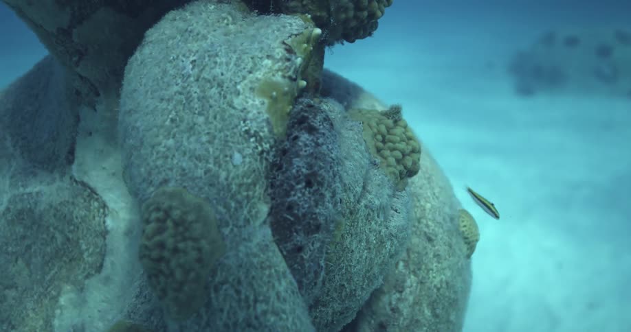 A fish swims by coral under water
