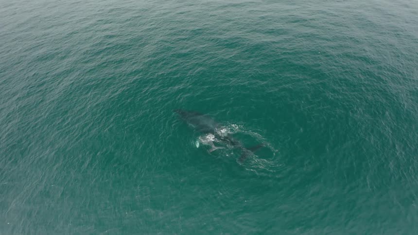 A whale swimming in ocean water in nature
