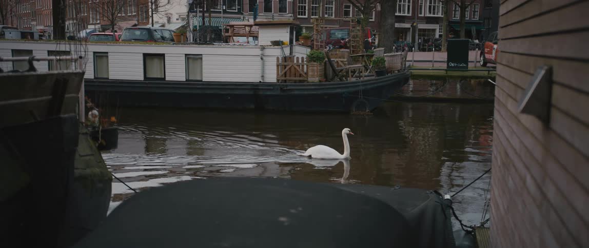 A swan swimming down an Amsterdam canal with a boat in the background