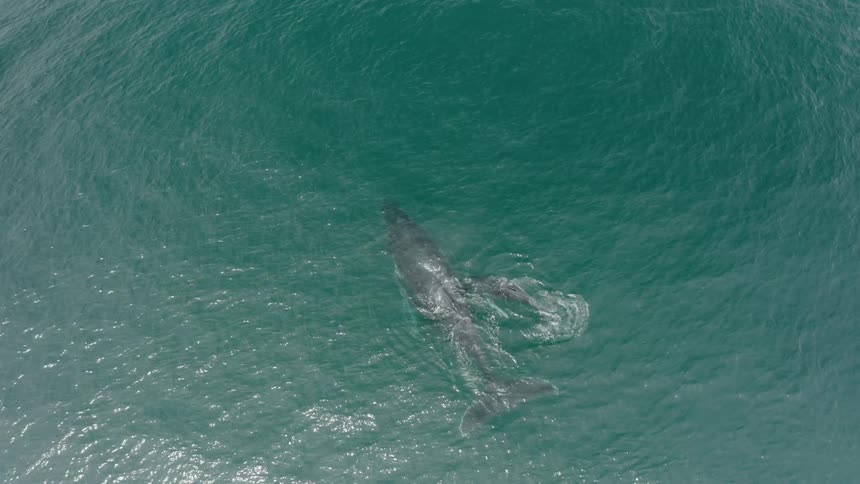 Overhead view of a whale swimming with her calf in clear water