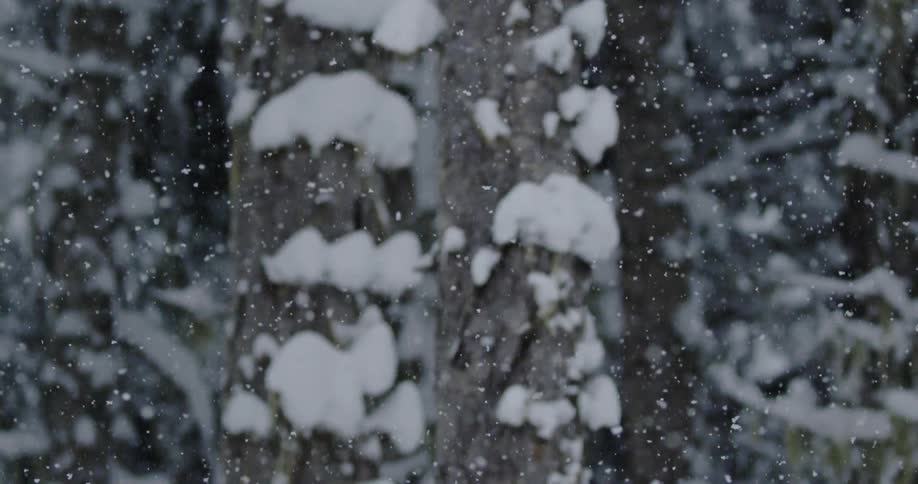 Snowflakes fall from the sky in the snowy woods