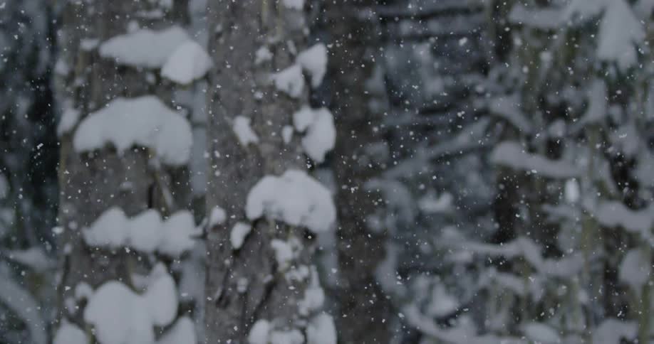 Snowflakes fall past tall trees in a winter forest