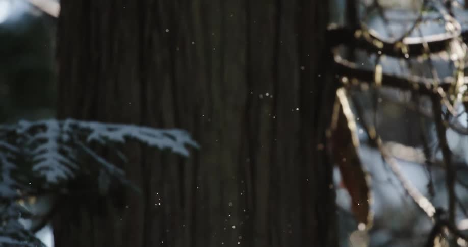 Falling snow sparkles in the sun amongst a large old-growth cedar forest